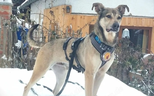 Janeiro sucht ein vertrauensvolles Zuhause. Bild 5