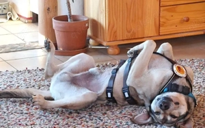 Janeiro sucht ein vertrauensvolles Zuhause. Bild 4