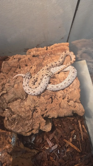 SuperArctic conda 1.1