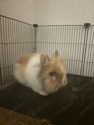 kleines Kaninchen