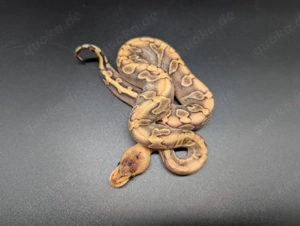 0.1 Champagne Enchi poss. het. Piebald 