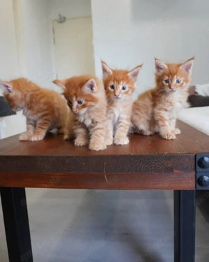 Maine Coon Kätzchen 