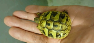 Schildkröten THB
