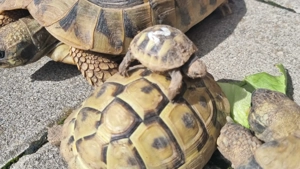 Griechische Landschildkröten