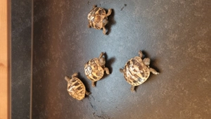 Griechische Landschildkröten