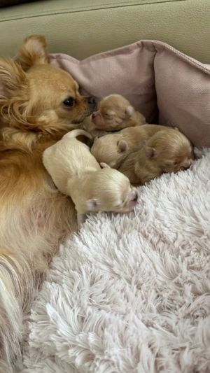 Zauberhafte langhaarige reinrassige Chihuahua Welpen