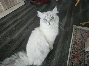 Kater sucht neues zu Hause 