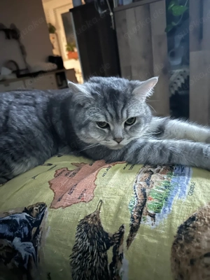 katze kurzhaar  Bild 2