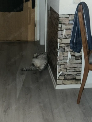 katze kurzhaar  Bild 3