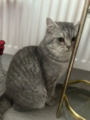 katze kurzhaar  Bild 4