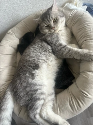 katze kurzhaar  Bild 5