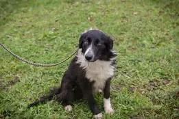 *INDIE* Die sehr liebe und sanfte Junghündin sucht ein etwas ruhigeres Zuhause