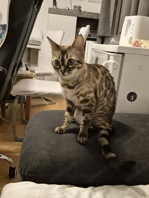 gesunde Bengal Katze