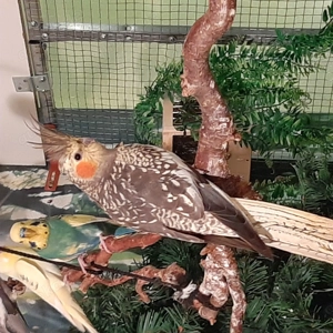 Biete zwei Nympfensittich Hennen an