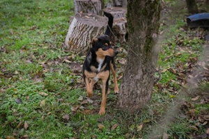 *DAVY* sucht eine unternehmungslustig Familie die auch mit ihm übt und lernt