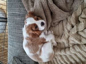 Cavalier King Charles Spaniel - Blenheim