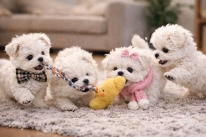 Malteser Welpen 1 Rüde & 1 Hündin   geboren am 10.12.2025