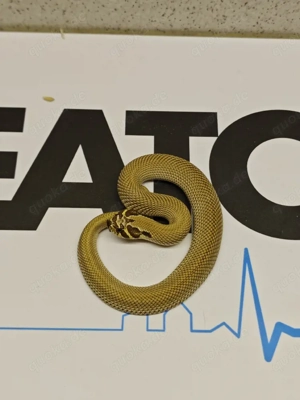 1.0 super Conda Het snow 