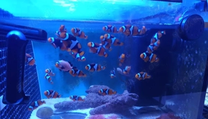 Verschiedene Korallen Ableger Meerwasser Fische