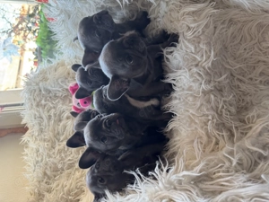 Französische Bulldogge Welpen Blue