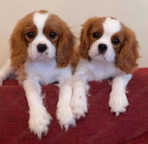 cavalier king Charles Spaniel welpen