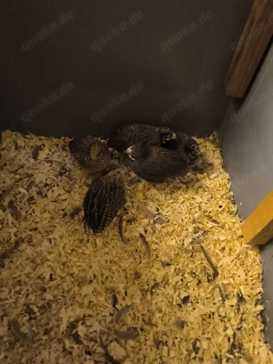 chinesische Zwergwachteln 