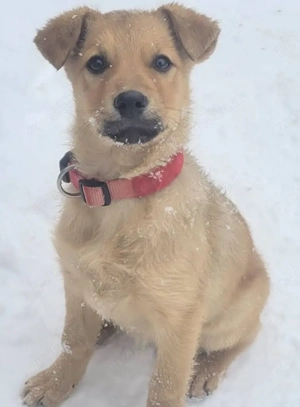 SYRA, ein aufgewecktes fröhliches und gelehriges Hundemädchen