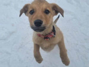 SYRA, ein aufgewecktes fröhliches und gelehriges Hundemädchen Bild 5