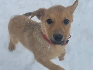 SYRA, ein aufgewecktes fröhliches und gelehriges Hundemädchen Bild 4