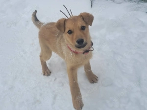 SYRA, ein aufgewecktes fröhliches und gelehriges Hundemädchen Bild 6