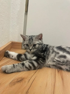 Reinrassige Bkh Kitten.