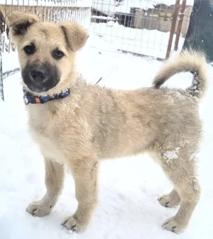 SMOKY, ein fröhliches, aufgewecktes und anhängliches Kerlchen