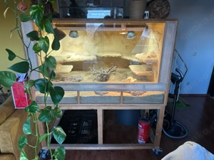 Großes, selbst gebautes Terrarium inkl. 3 Bartagamen in gute Hände abzugeben