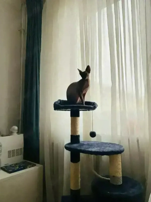 Kanadische Sphynx Kätzchen