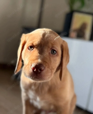 Labrador - Welpen Foxred   Creme (Noch 3 Rüden)