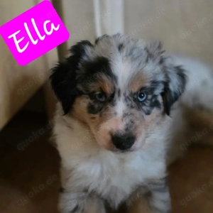 Australien Shepherd Welpen