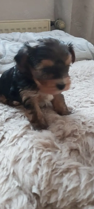 Yorkshire Terrier Welpen (Mini)