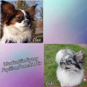 Wurfankündigung Papilion Pomchi Welpen 