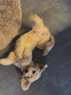 Toy & Zwerg Pudel Hündin