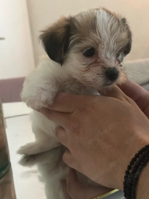 Welpe sucht liebevolles zuhause 