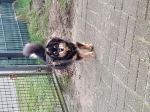 Suche eine Chihuahua Hündin Mix
