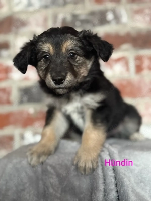 Australian Shepher Mix mischling welpen 
