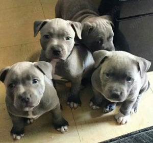 Entzückende American Pitbull Terrier Welpen