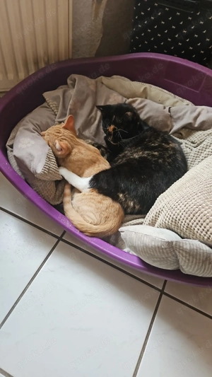 Junger Kater vom 04.10.25 