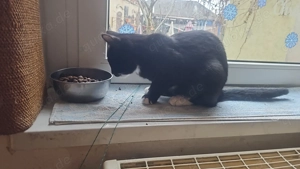 Junge Katzenwelpen vom 04.10.25 in besonderer Kombination 