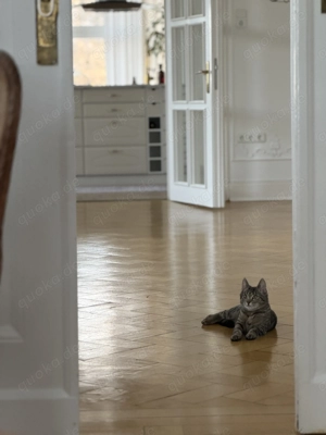 Katze Mädchen 4 Monate