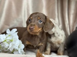 Dackel Zwerg Dackel Welpen abgabebereit 