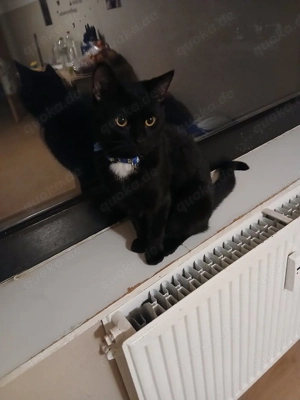 kater sucht neues Zuhause 