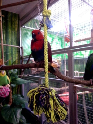 Edelpapageien (Salamone) Weibchen 