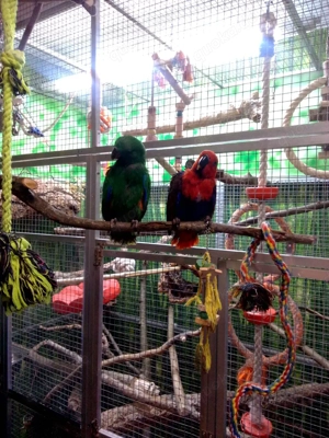 Edelpapageien (Salamone) (Sind bis heute abend Reserviert beide)